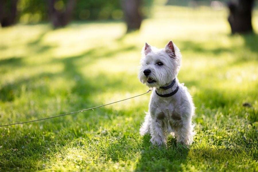 Sunny Highland Terrier on Lawn